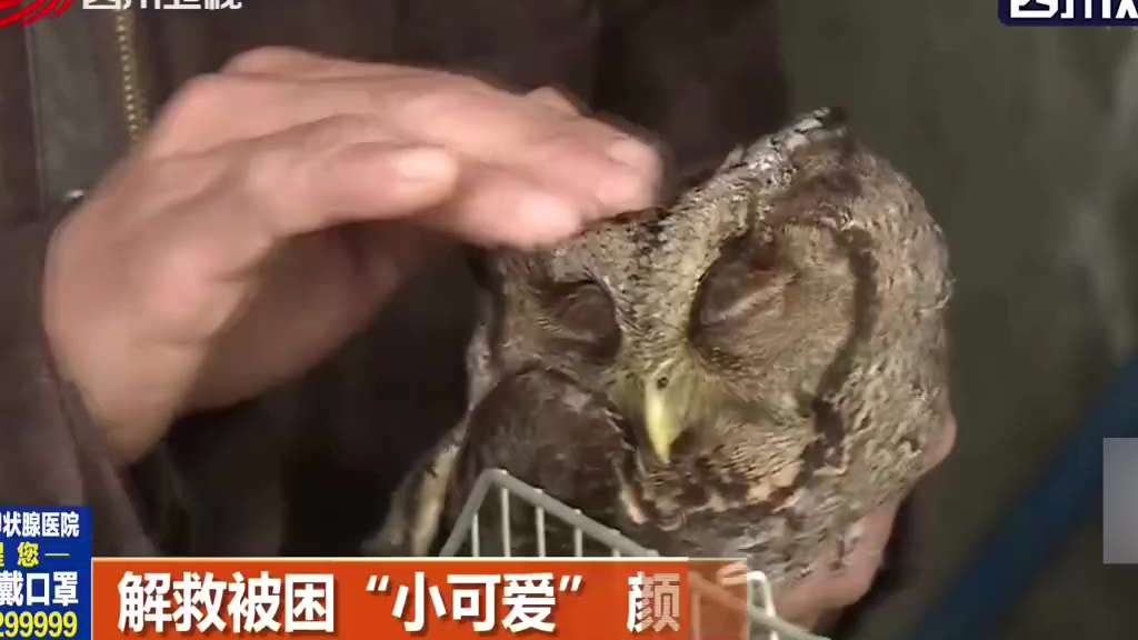 【今日傻鸮】解救被困“小可爱” 颜值乖巧萌翻天